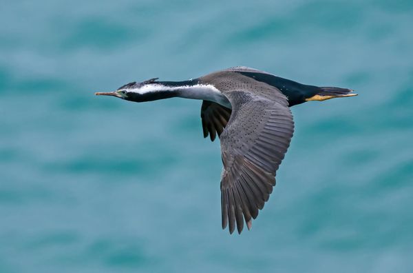 Cormorants: Evolutionary Failure or Underwater Mastermind?