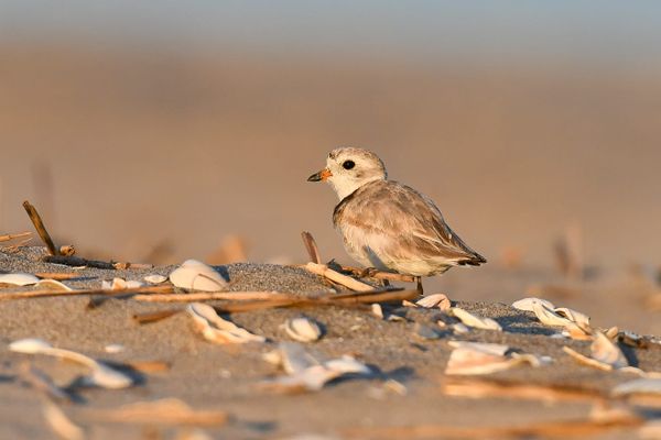 The Endangered Species Act Under Threat: Why It Still Matters for Birds