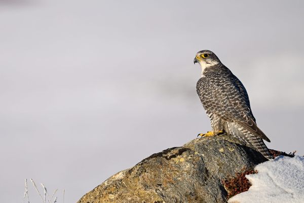 Icelandic Gyrfalcons Face Rising Threat as Avian Flu Intensifies