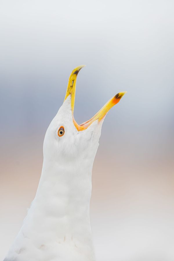 The Caspian Gull’s European Advance: Root Causes and the Next Frontiers