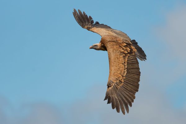 A Generation Restored: How Griffon Vultures Thrived Four Decades After Reintroduction