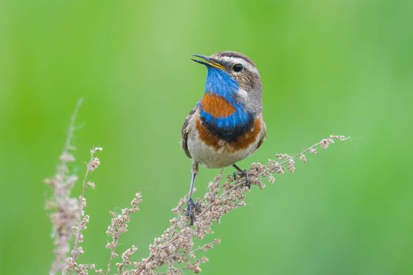 Tracking a Siberian Bluethroat Across Asia