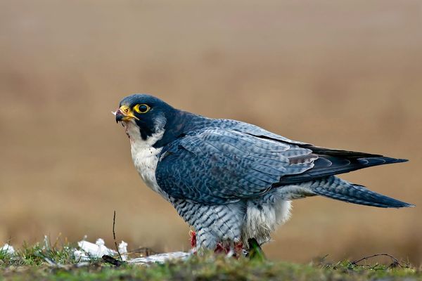 Peregrine Falcon Downlisting Debate Exposes a Flawed Conservation Cycle