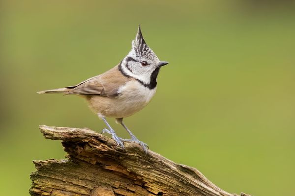 Sound-based surveys uncover fine-scale habitat selection in the declining Crested Tit