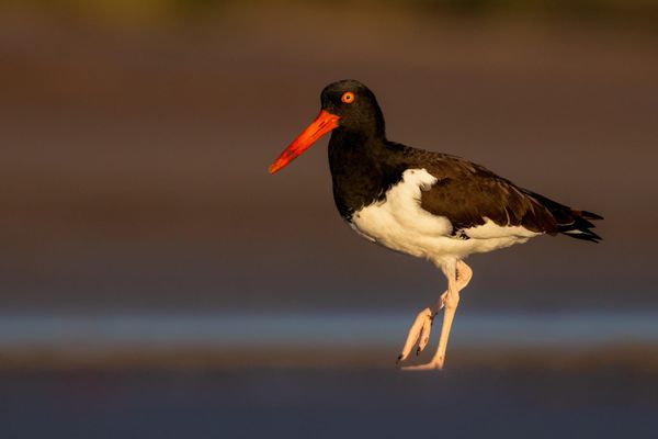 Bound by Coastlines: Genetics and the Hidden Structure of Mexico’s American Oystercatchers