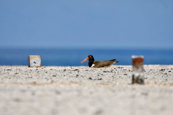 American Oystercatchers Take to the Rooftops: A Desperate Response to a Shrinking Coastline