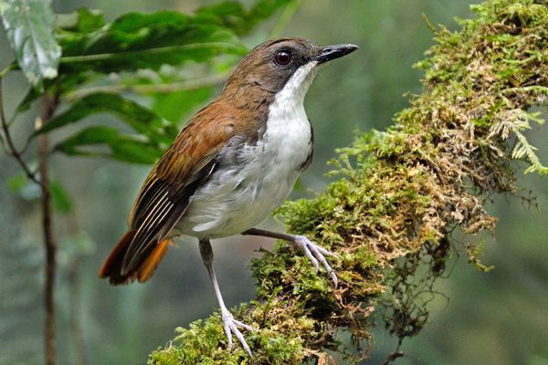 Beyond North and South: Vertical Migration in the White-chested Alethe