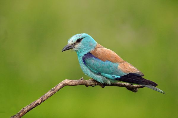 How European Is the European Roller?