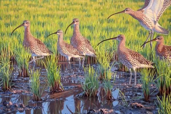 Upstream of Science: The Role of Bird Art in Understanding — An Interview with Szabolcs Kókay