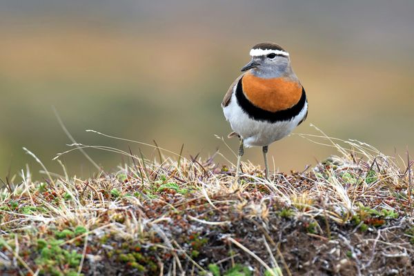 The Thousand Birder Circle