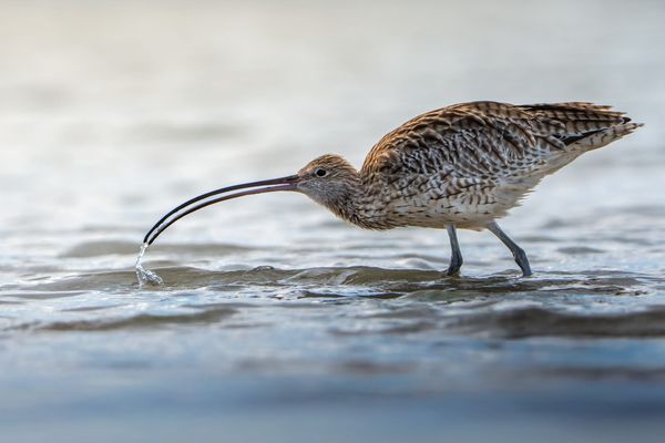 World Curlew Day: The Long Decline of Curlews, Now Fully Understood