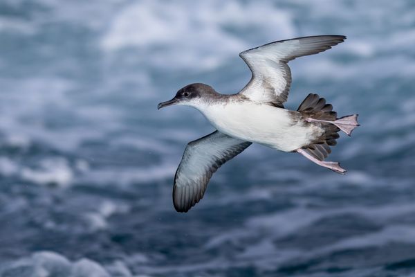 What Do Shearwaters Eat? Uncovering a Mediterranean Food Web