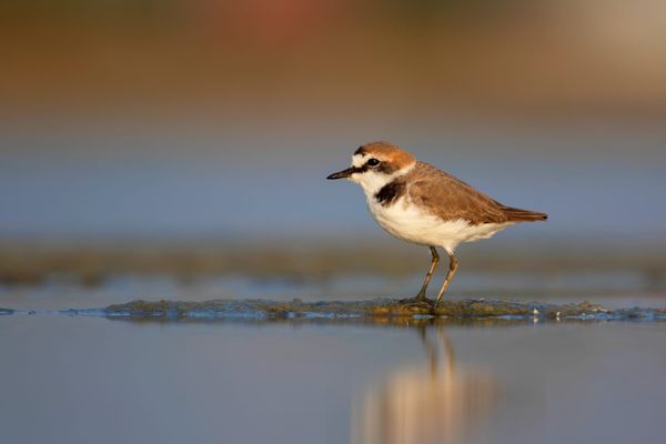 Do GPS Tags Affect Small Shorebirds?