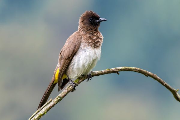When Can a Bird Afford to Moult?