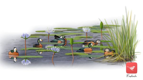 The Art of Recognition: Firefinch Reframes the Path to Becoming an Ornithologist