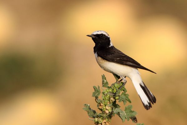 Three Wheatears, Three Routes into Africa
