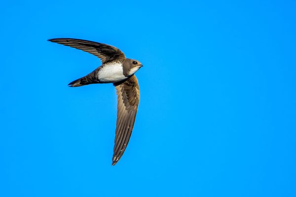 Six Years After First Breeding, Alpine Swifts Are Colonising Hungary