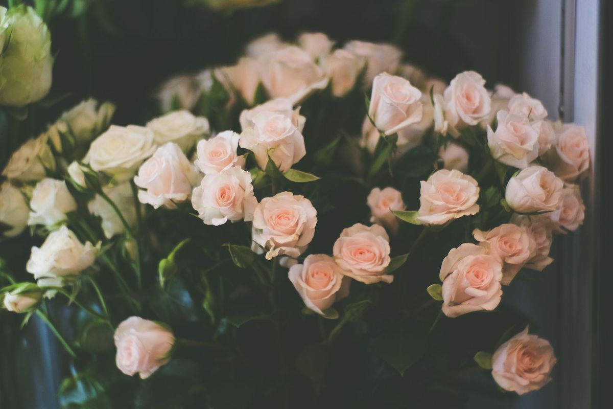 Sprayrose