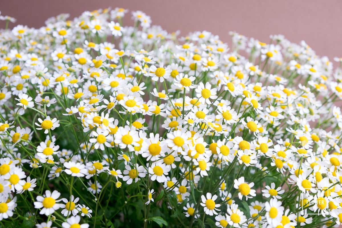 Daisy
