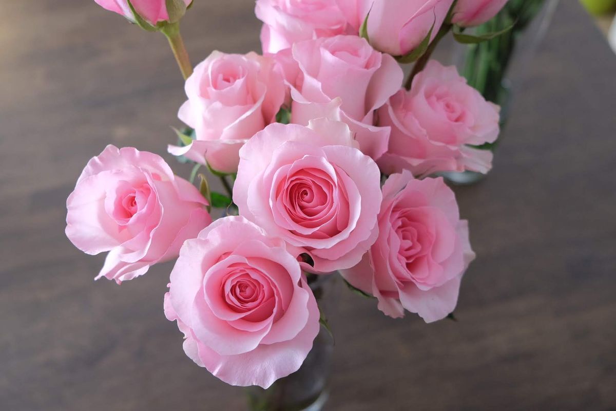 Ecuador Roses