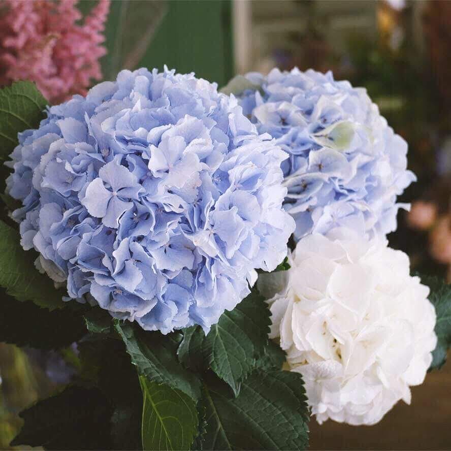 Hydrangea