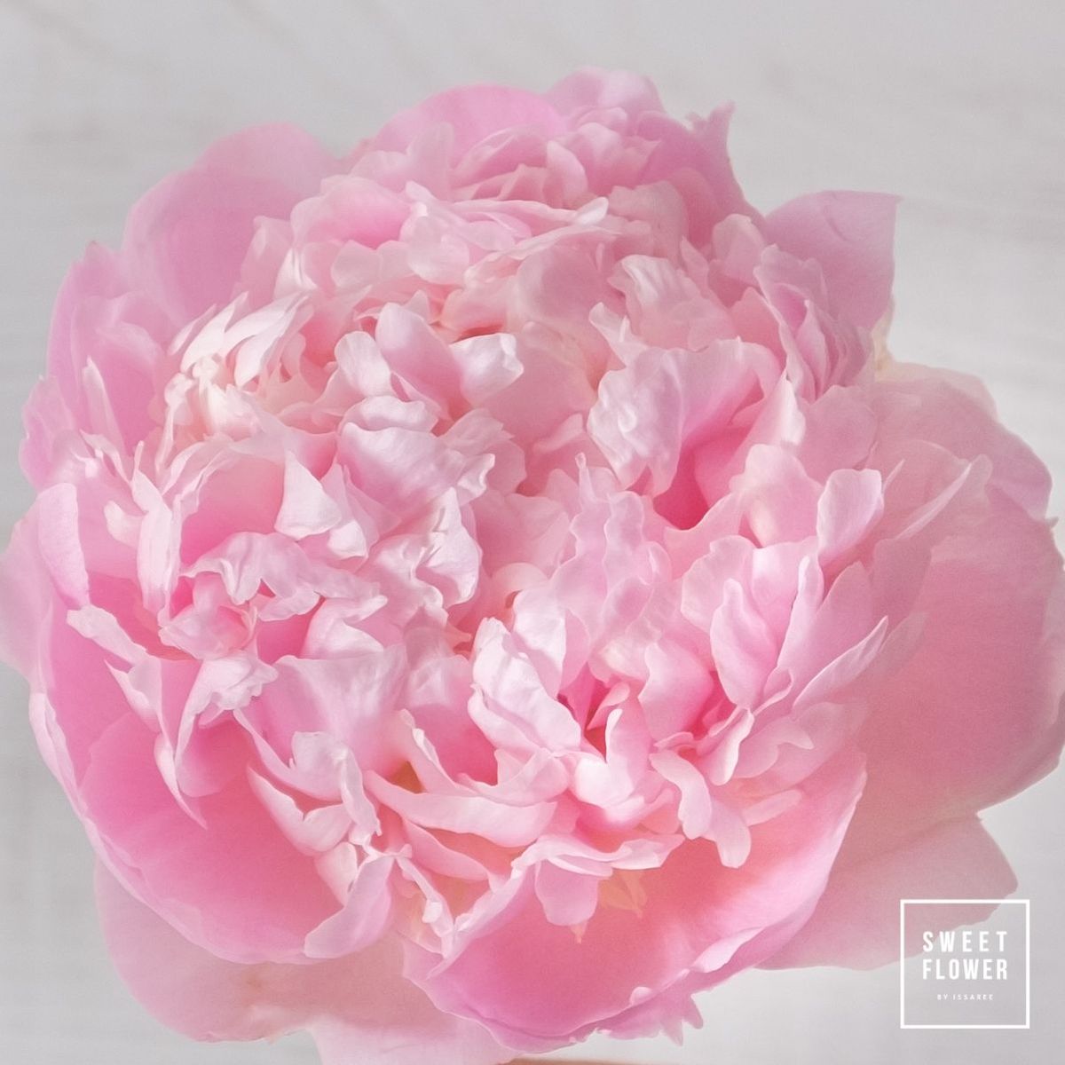 Peony