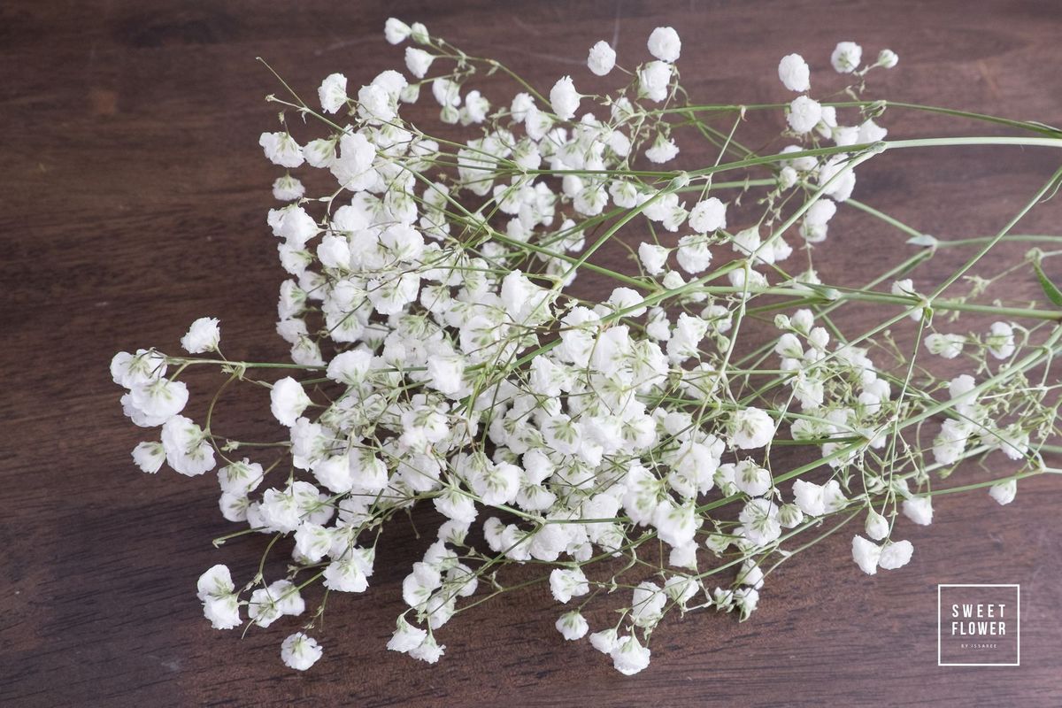 ความแตกต่าง ยิปโซและยิปซี ในตลาดปากคลองบ้านเรา