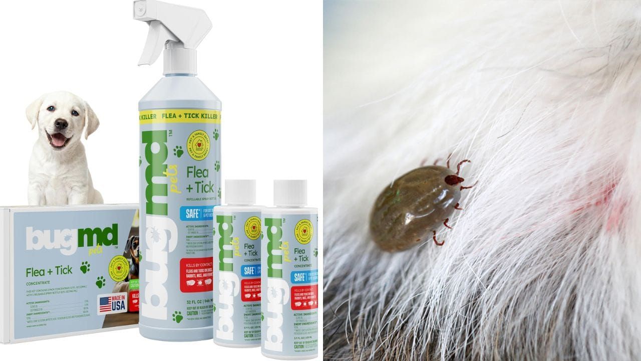 How to Protect Your Pets Safely with BugMD Flea and Tick Concentrate