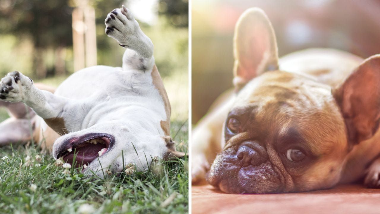 Best Dog Food for Allergies: A Complete Review