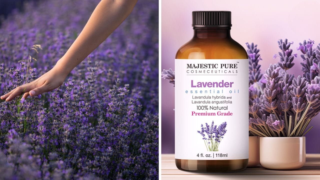 Majestic Pure Lavender Essential Oil: Nature’s Remedy for Stress Relief