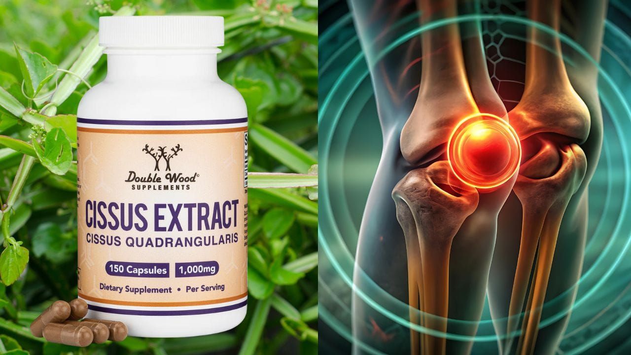 The Best Double Wood Cissus Quadrangularis Extract Supplement for You