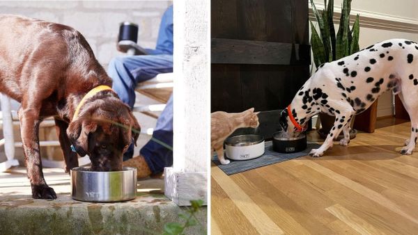 Yeti Dog Bowl: See Why Pet Owners Are Obsessed With This Bowl