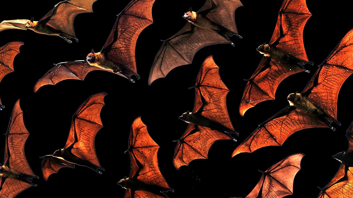 Bats