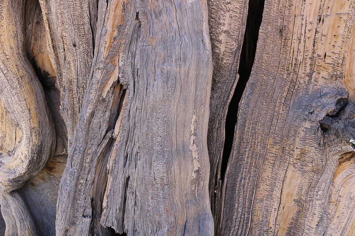 Gnarled bristlecone pine wood