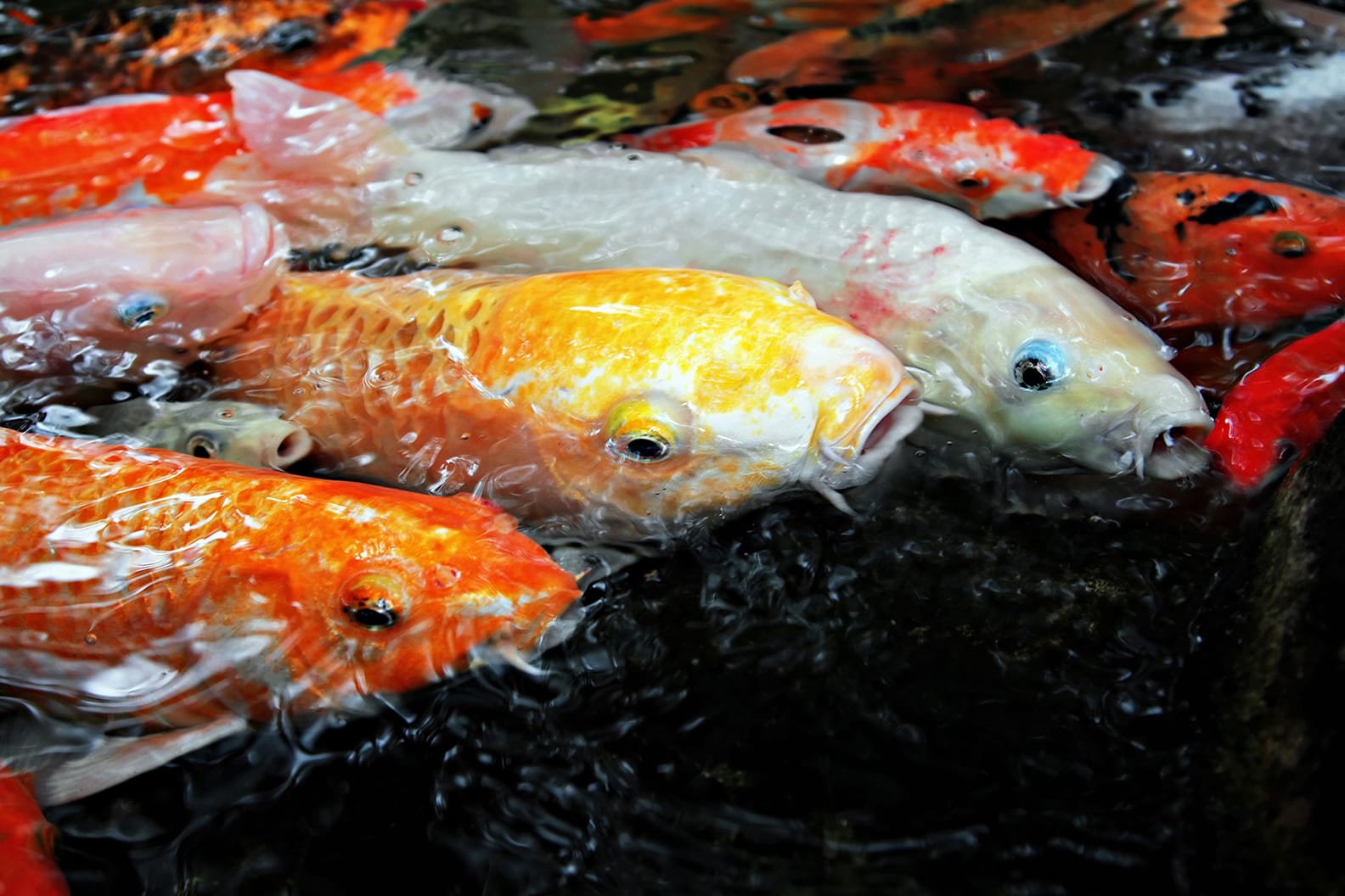 Multicolored koi in a pond