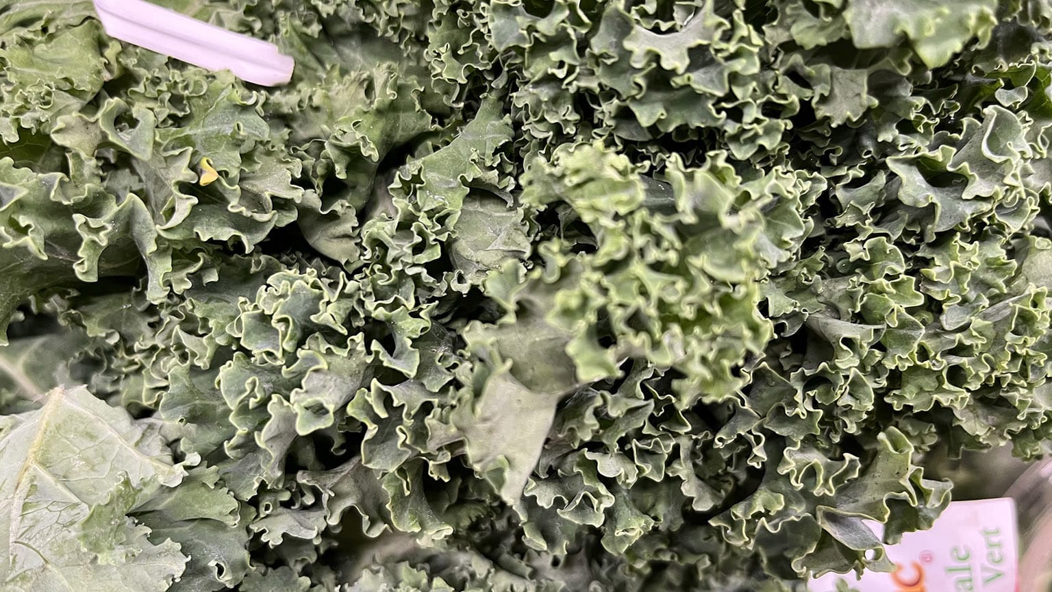 Green curly kale