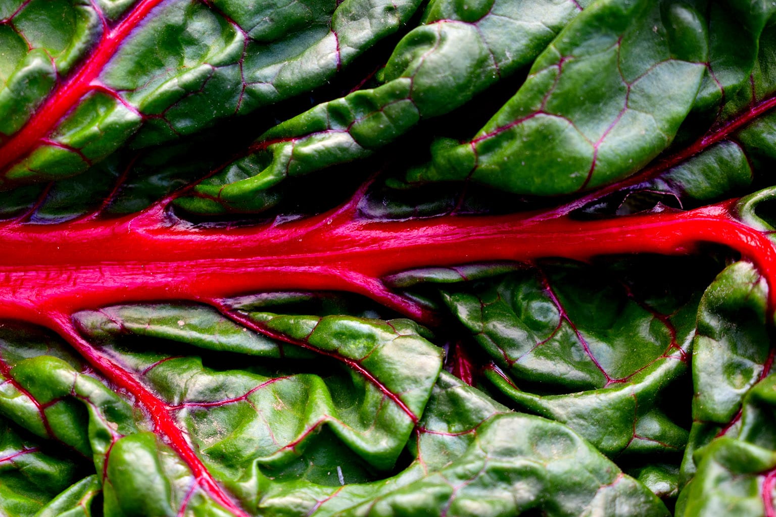 Red Swiss chard