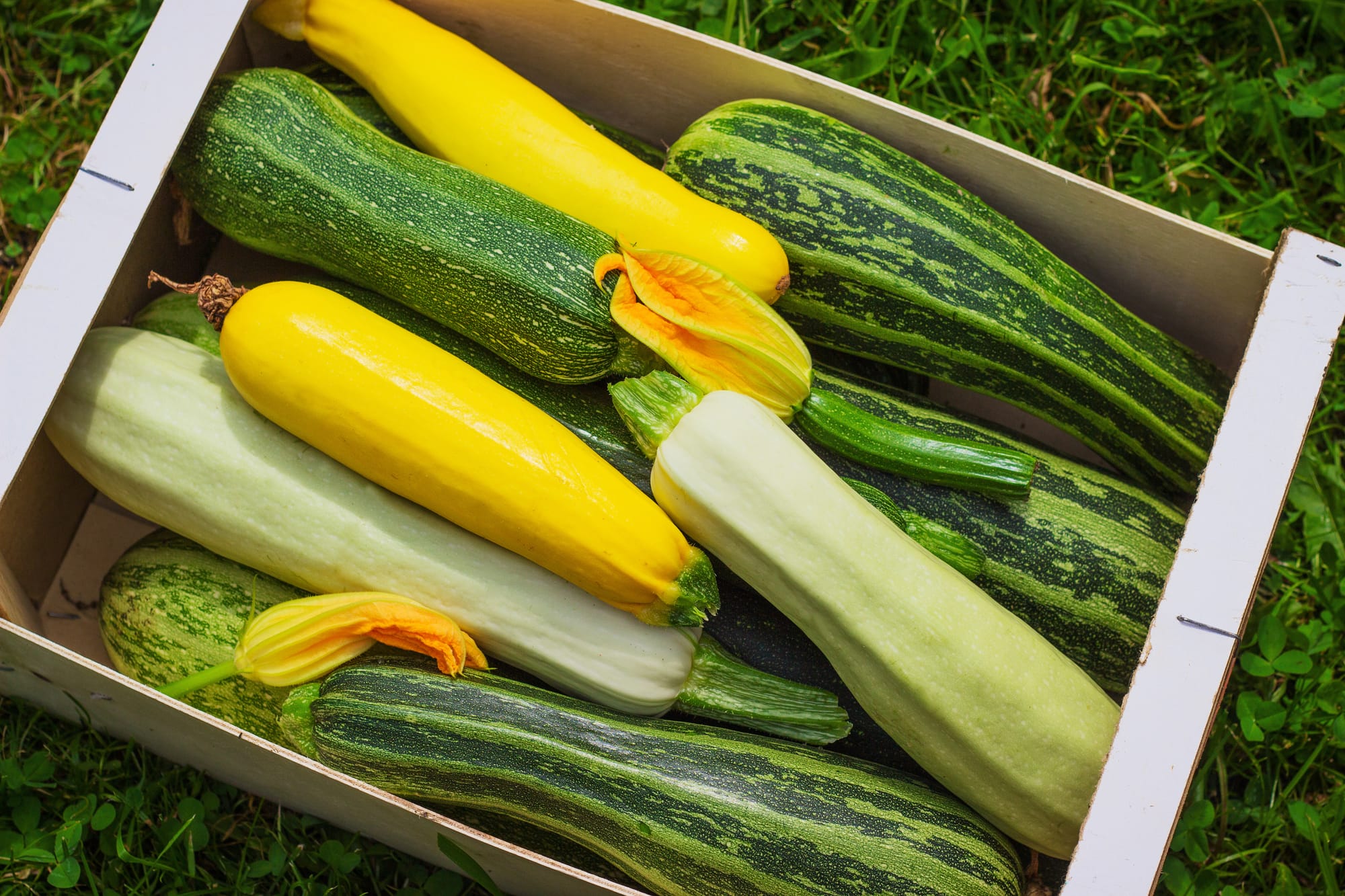 Yellow and green zucchinis