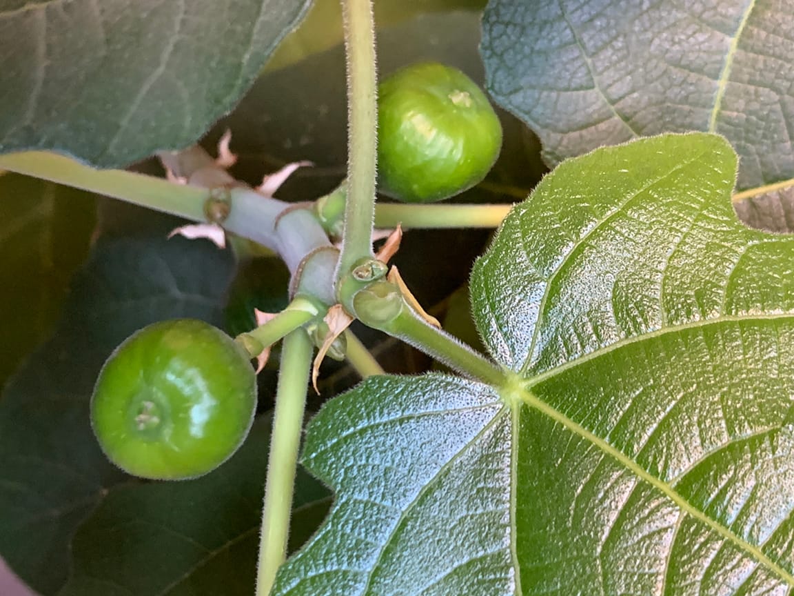 Two green figs on the stalk