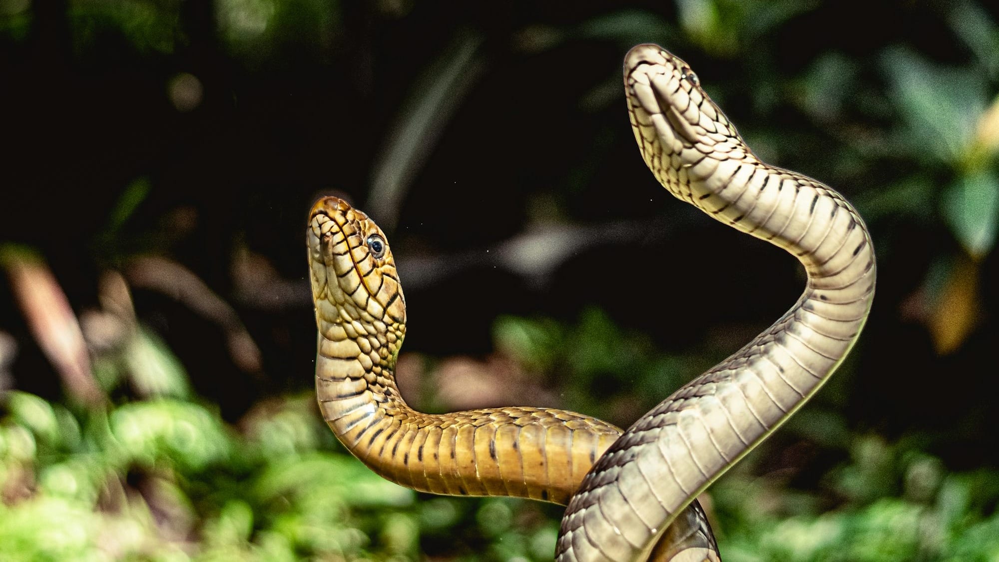 a brown snake is curled up in the grass