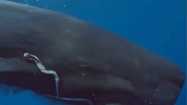 Detail of whale image described above 