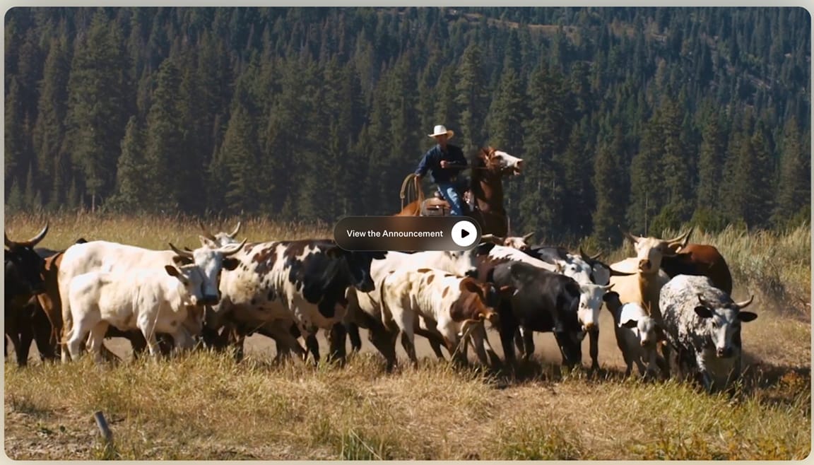 A cowboy rounding up cattle with an arrow to click on for "the Announcement"