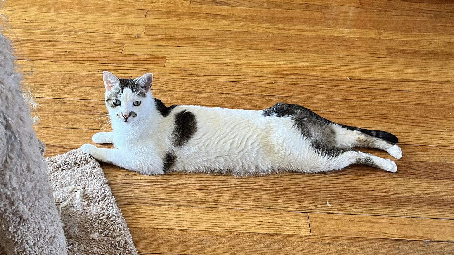 Cat on its belly with legs going out fore and aft