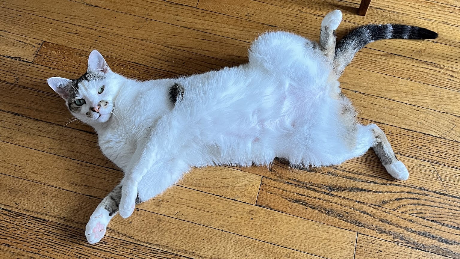 Cat on it's back on the floor with legs splayed in a most undignified manner