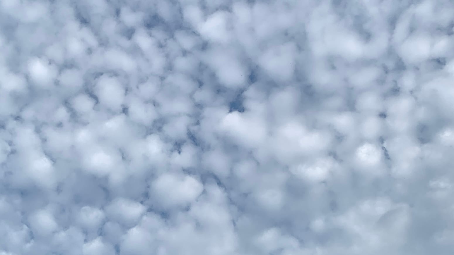 A patch of sky full of roundish little lumps of white cloud all pressed together, with blue showing through at the joints. 