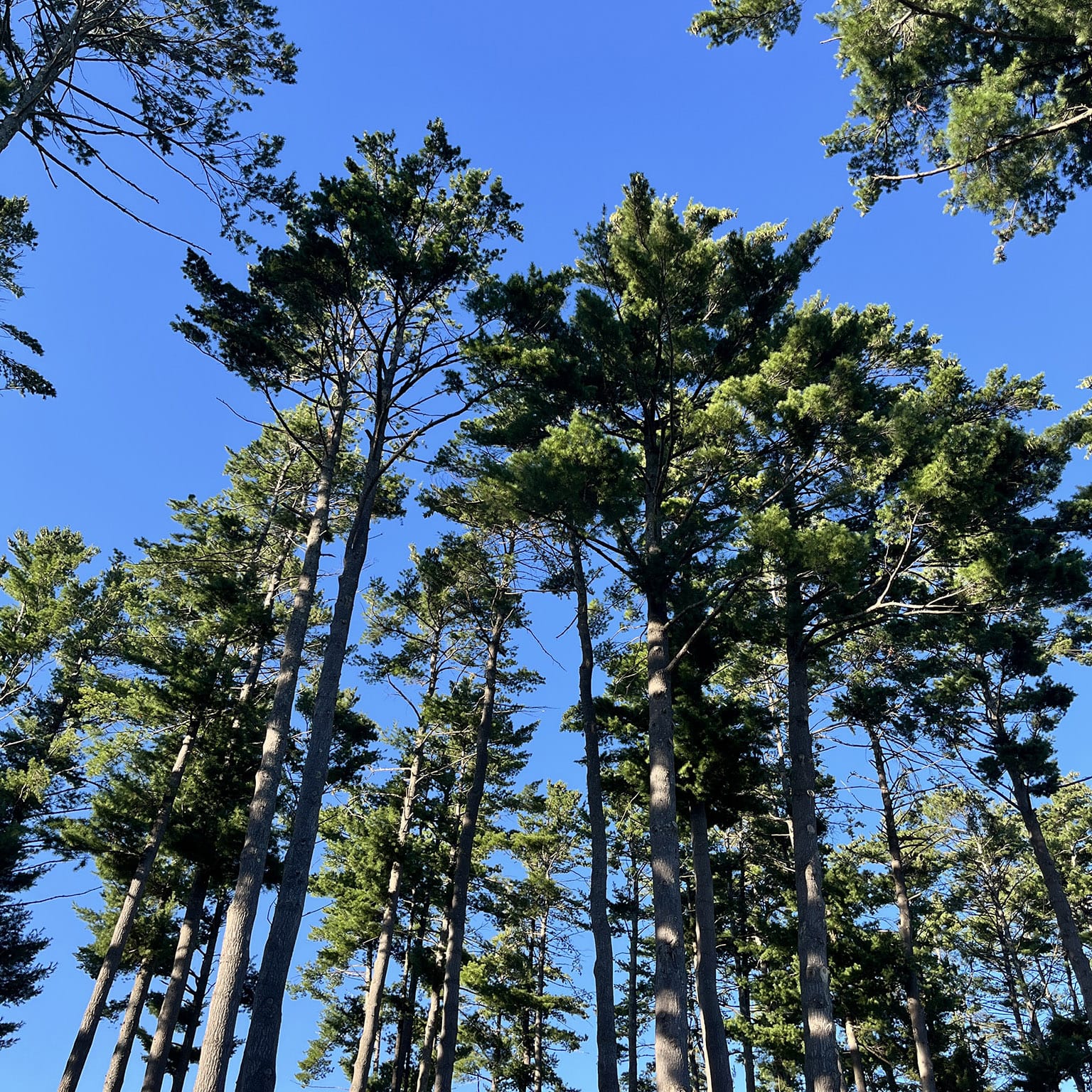 Super tall super straight pine trees reaching up into blue sky