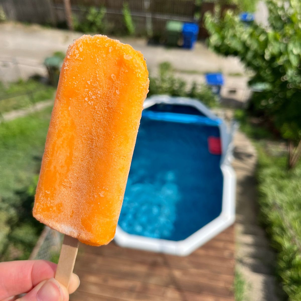 A BRILLIANTLY ORANGE HERSHEY'S ORANGE BLOSSOM IN THE FOREGROUND AND OUT OF FOCUS IN THE BACKGROUND THE MICRO-POOL™ 