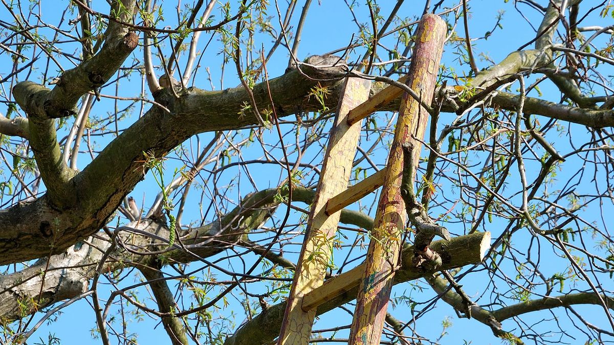 A ladder in a tree
