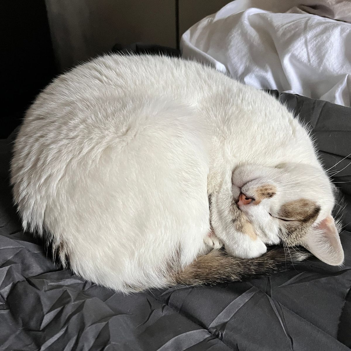 A calico cat curled up and snoozin'.