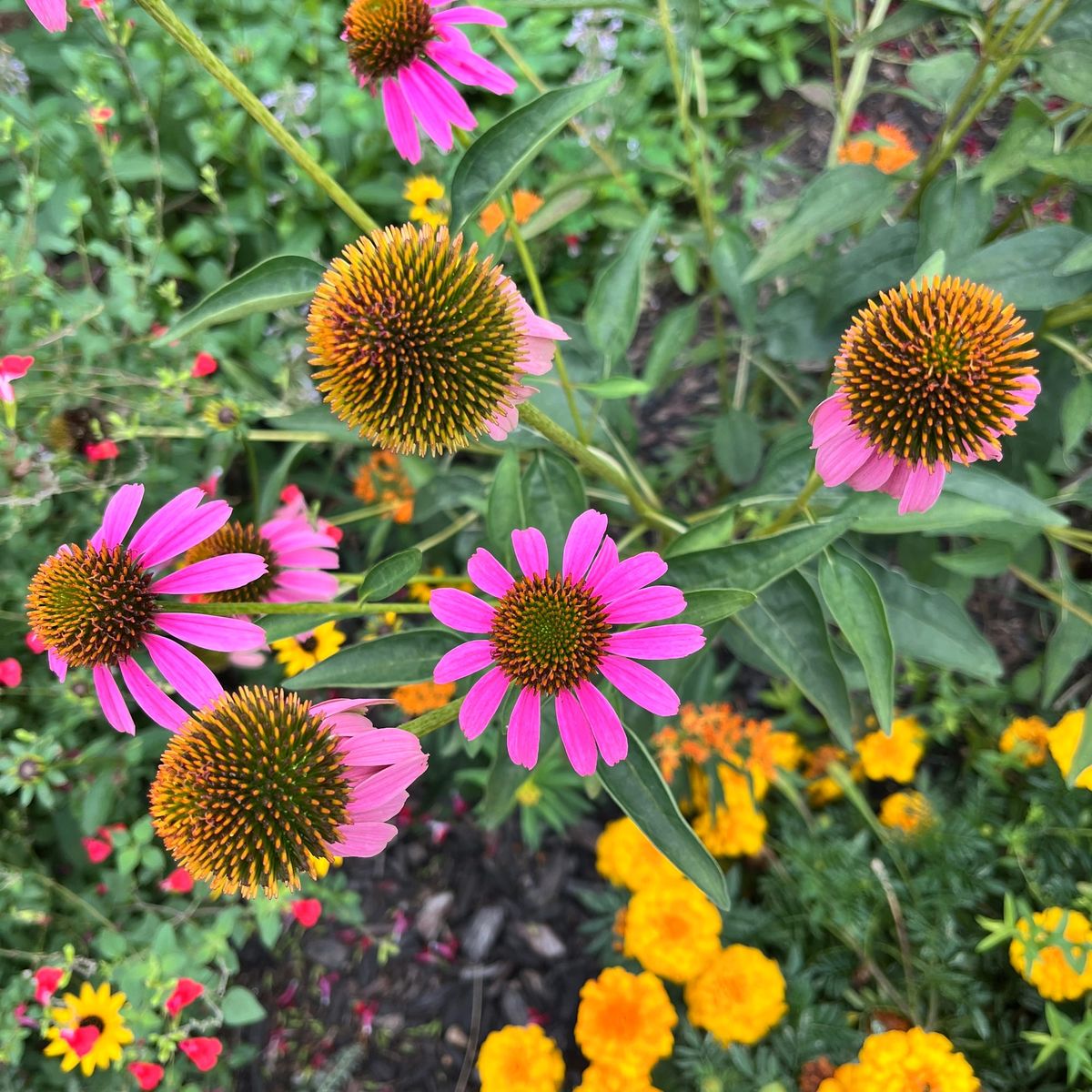 Echinacea https://en.wikipedia.org/wiki/Echinacea